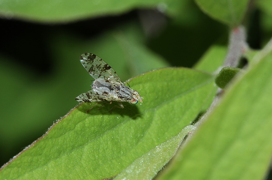 Tephritis hyoscyami_8208
