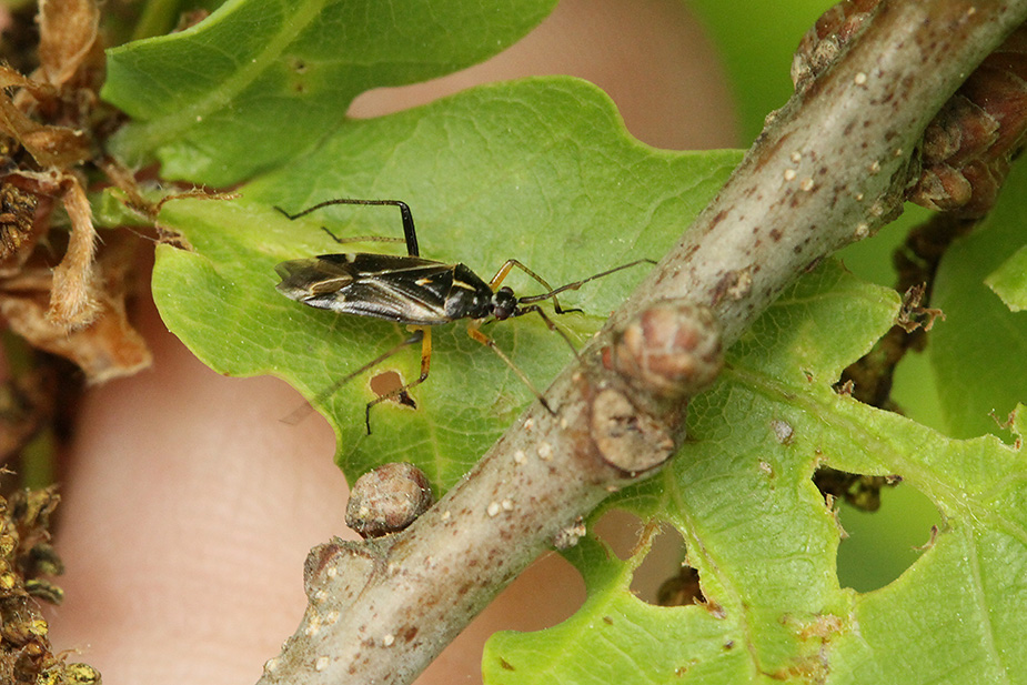 Harpocera thoracica_8343