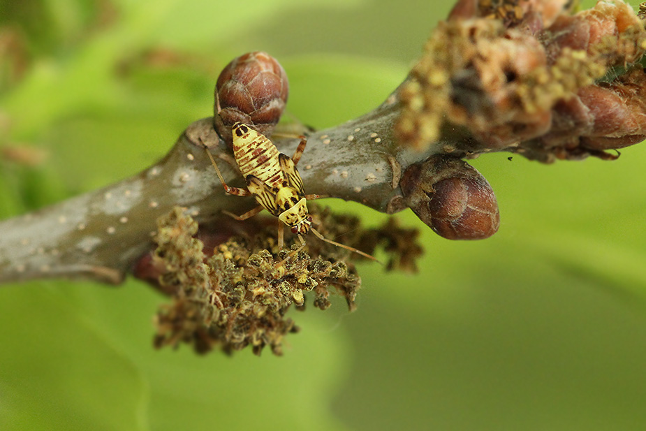Rhabdomiris striatellus_8364