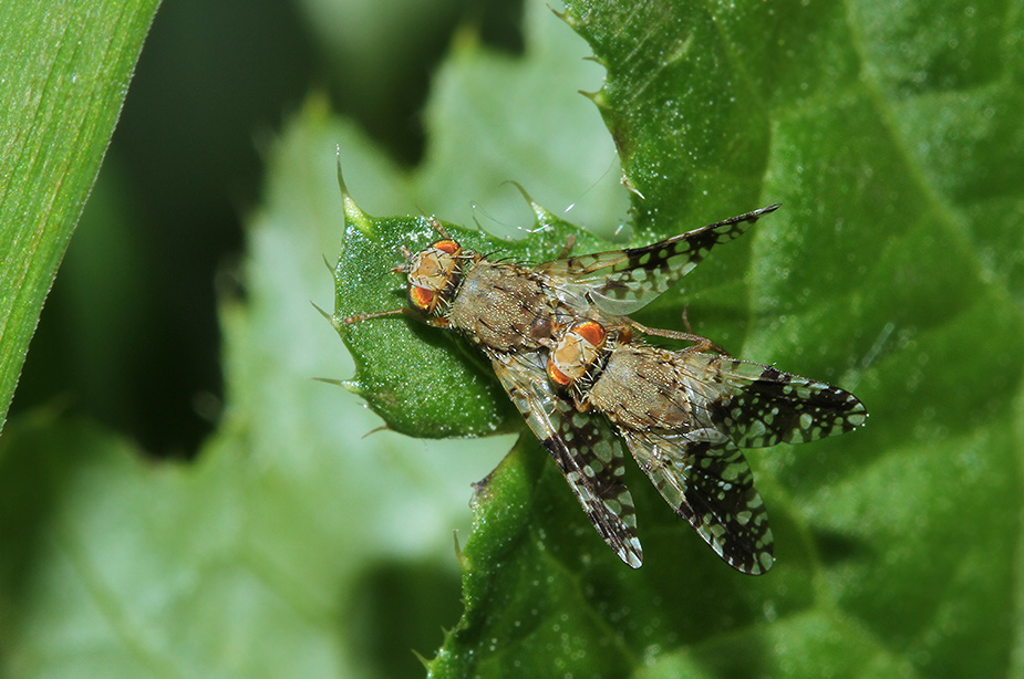 Tephritis conura_8380