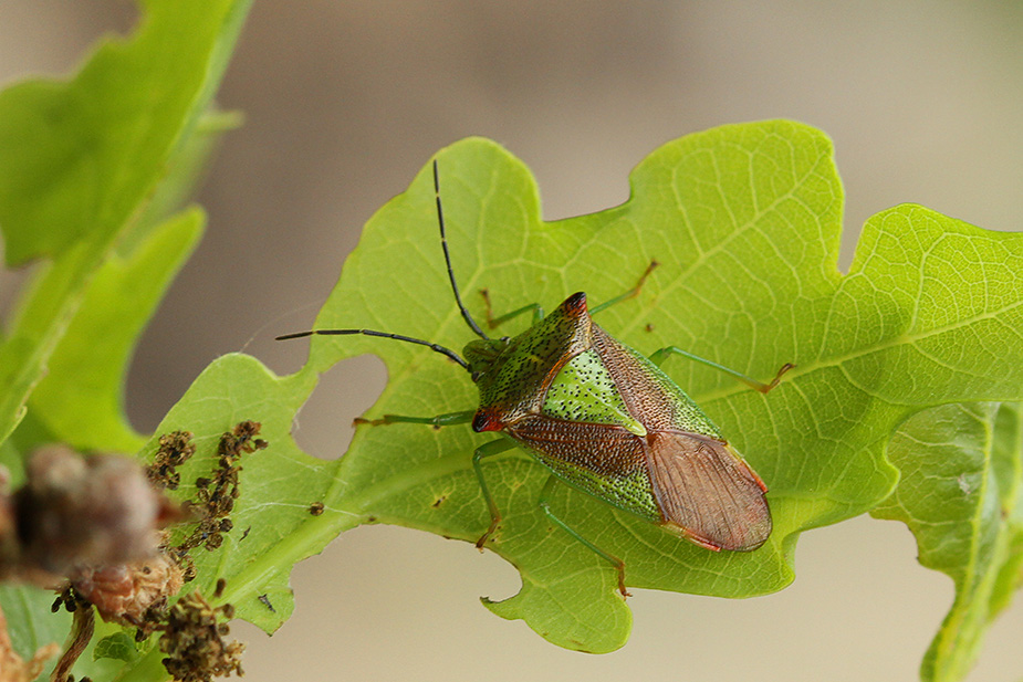 Acanthosoma haemorrhoidale_8390