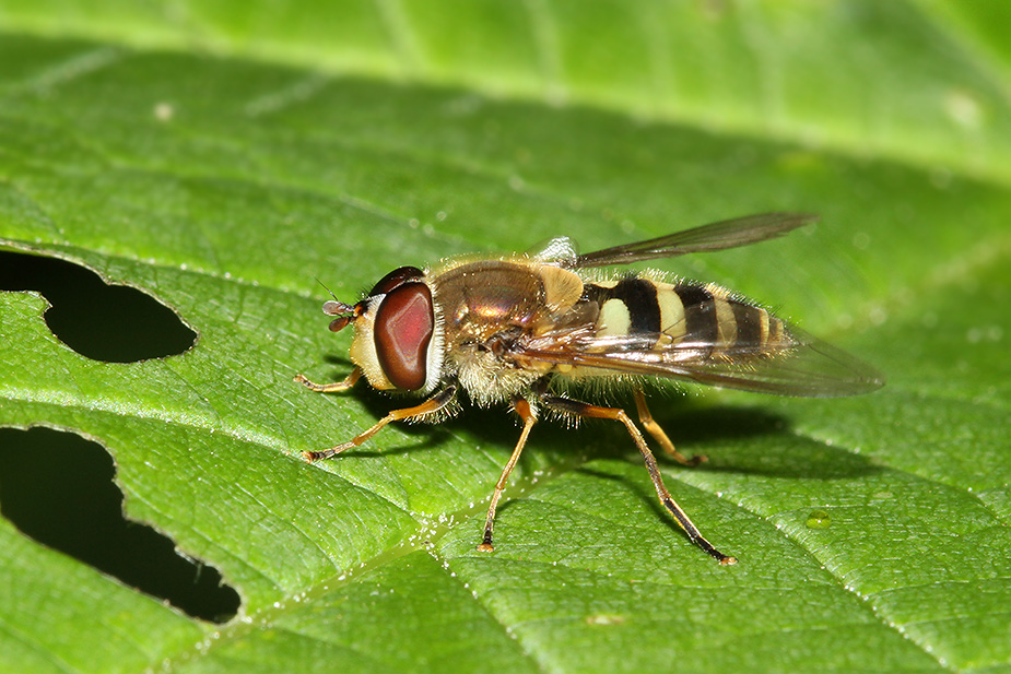 Syrphus vitripennis_8406