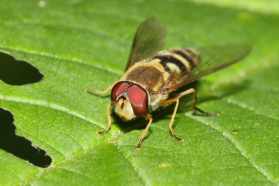 Syrphus vitripennis_8408