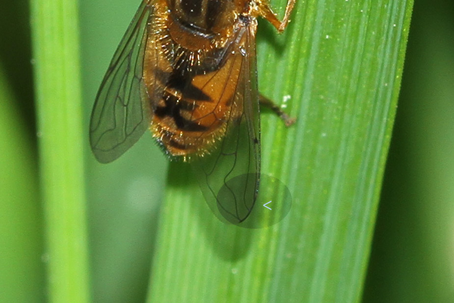 Parhelophilus sp._8455
