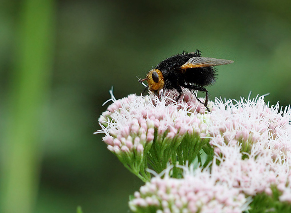 Tachina grossa_2828