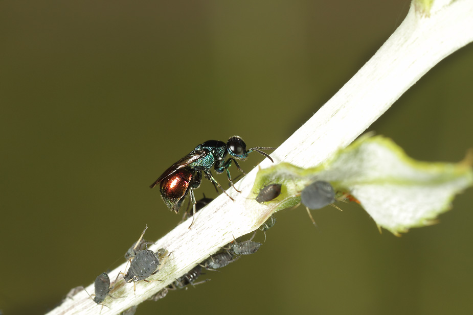 Omalus biaccinctus_2075