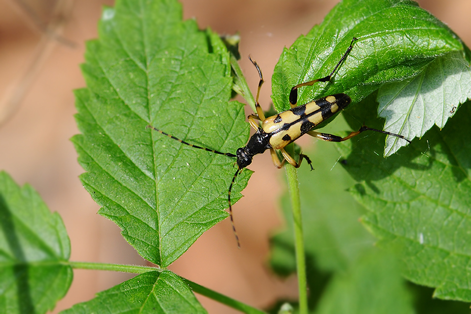Rutpela maculata_0154