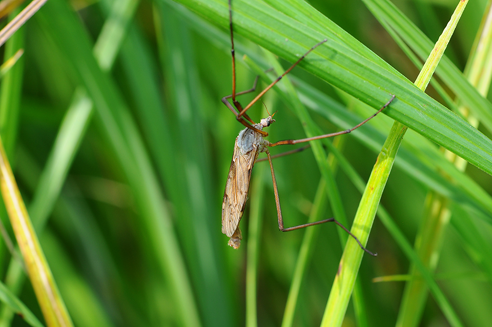 Eutonia barbipes_0199