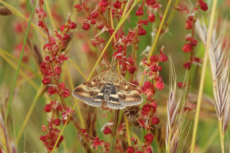 Pyrausta despicata_3437