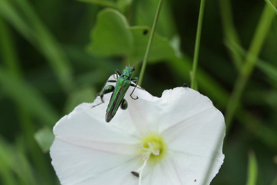 Oedemera nobilis_3451
