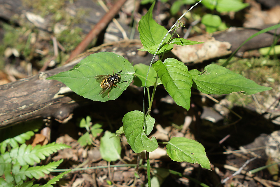 Temnostoma vespiforme_3531