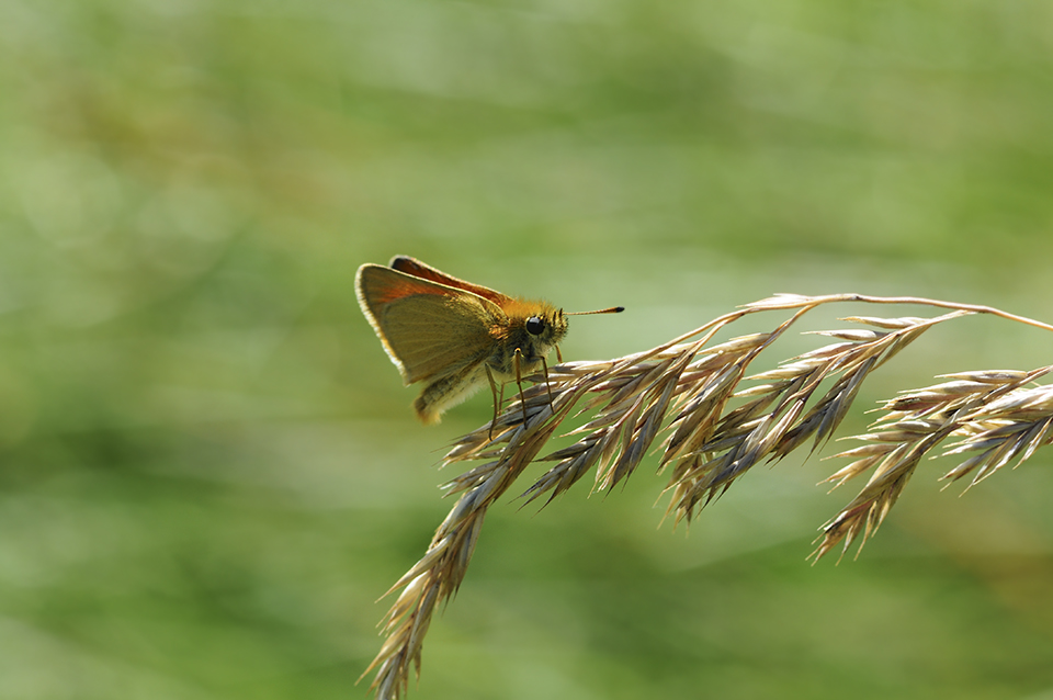 Thymelicus lineola_0041