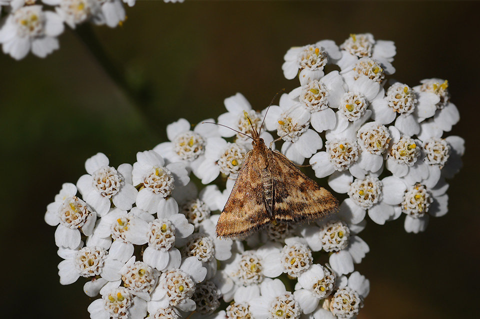 Pyrausta despicata_0052