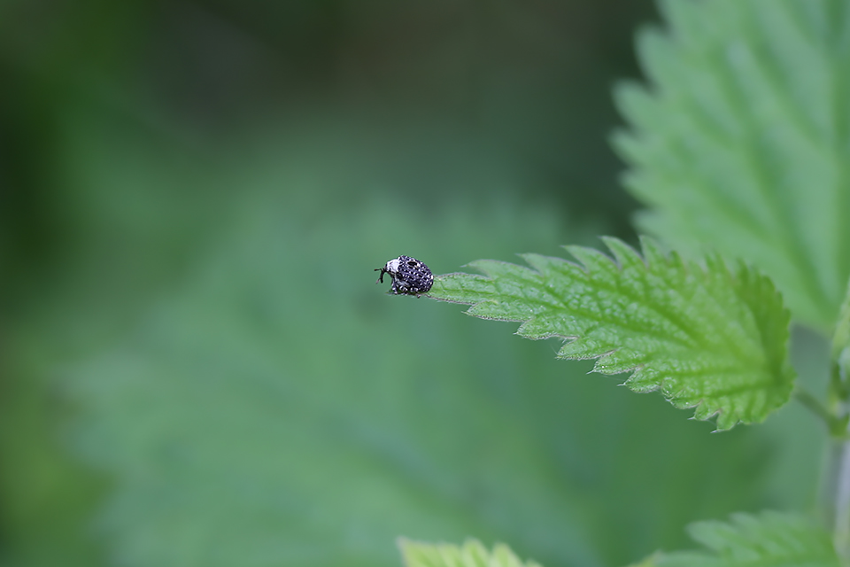 Cionus scrophulariae_0453