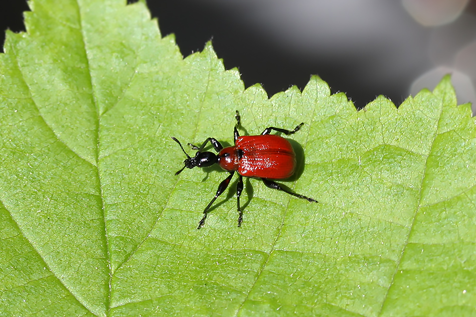 Apoderus coryli_0511