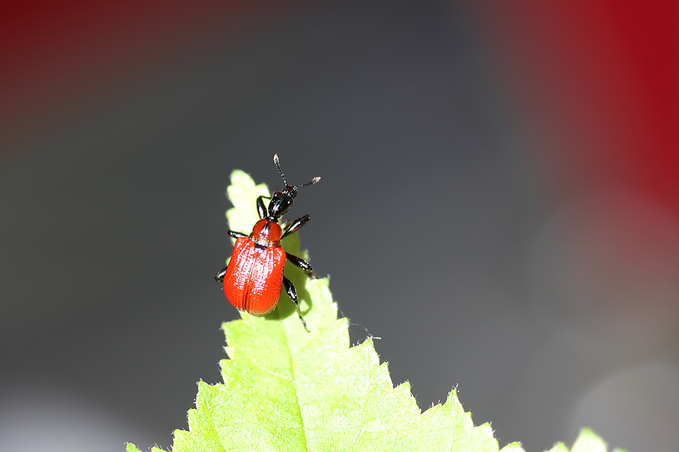 Apoderus coryli_0514