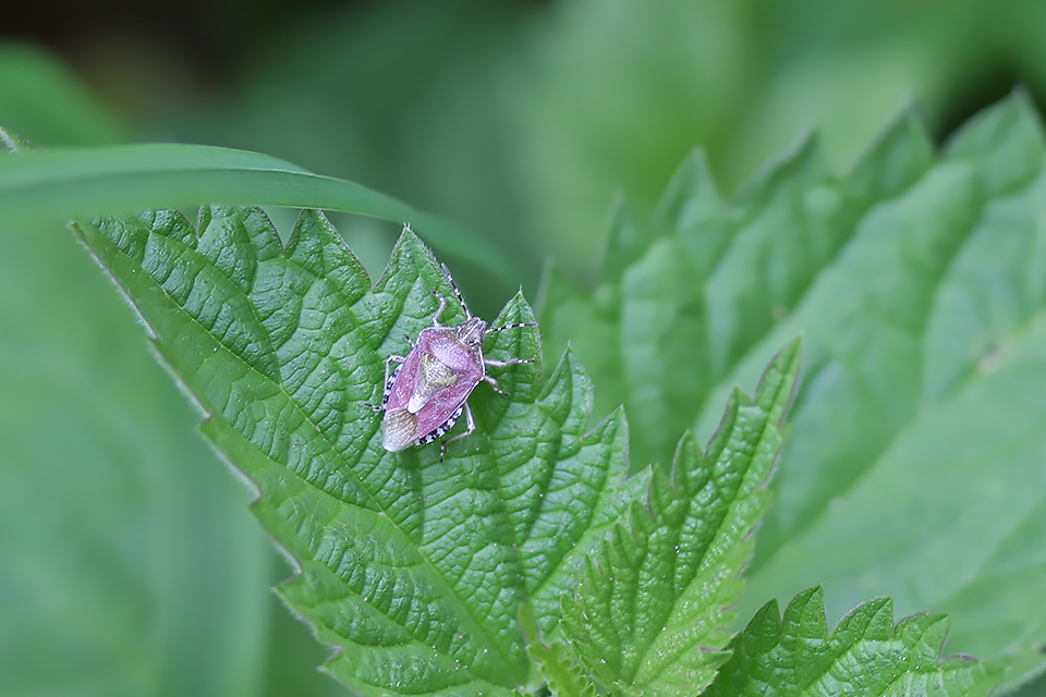 Dolycoris baccarum_0529