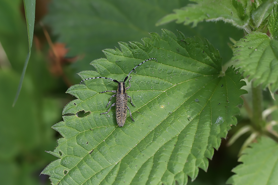 Agapanthia villosoviridescens_0571
