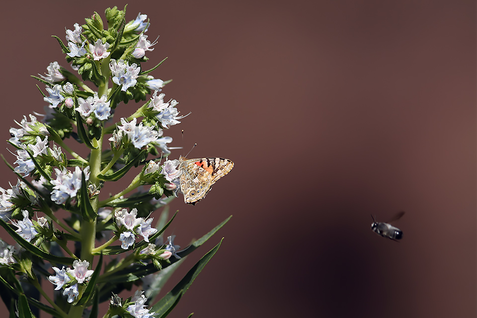 Vanessa cardui_0596