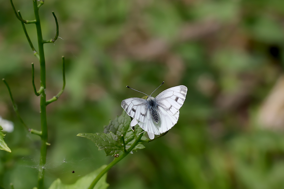 Pieris napi_0684