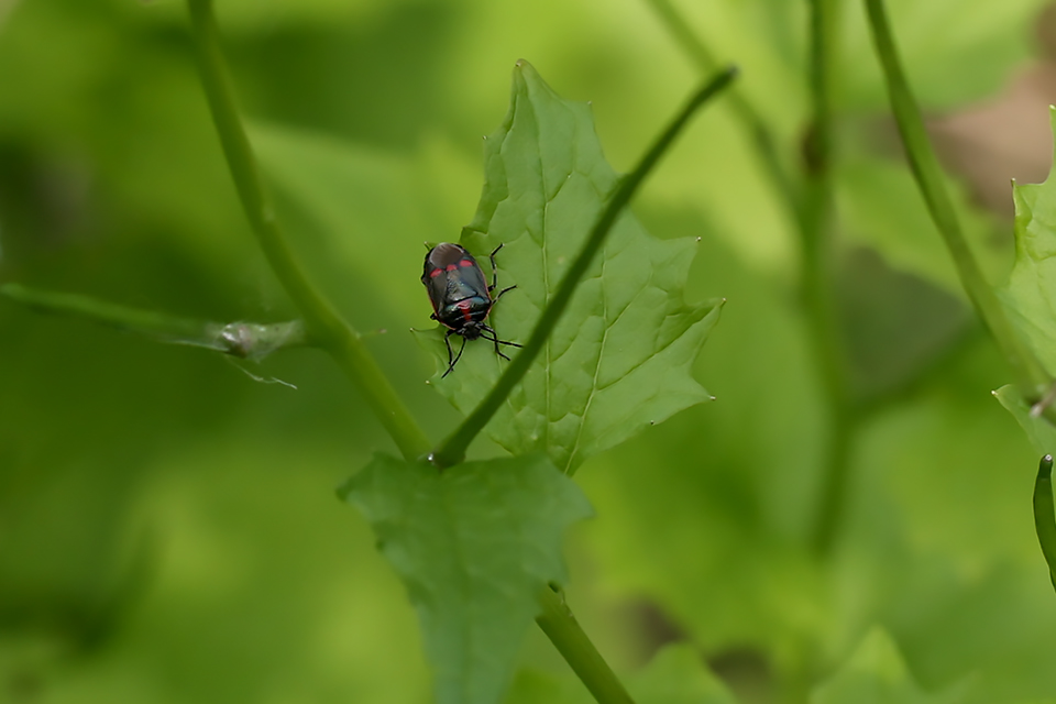 Eurydema oleracea_0689