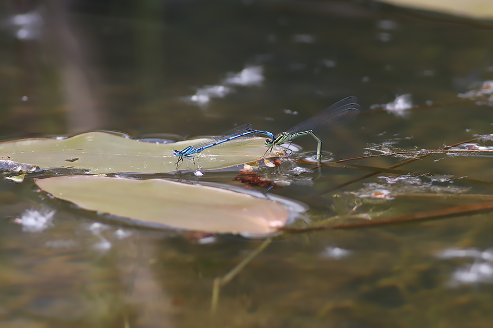 Coenagrion puella_0727