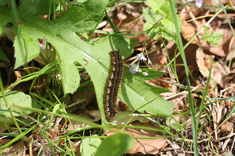 Euthrix potatoria_0823