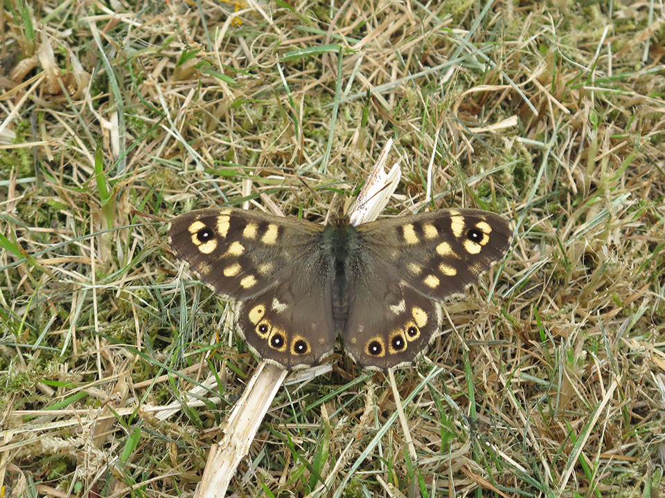 Pararge aegeria_1223