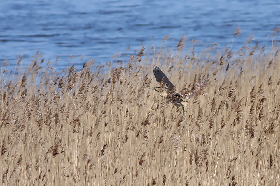 Fugl-Botaurus stellaris_2320