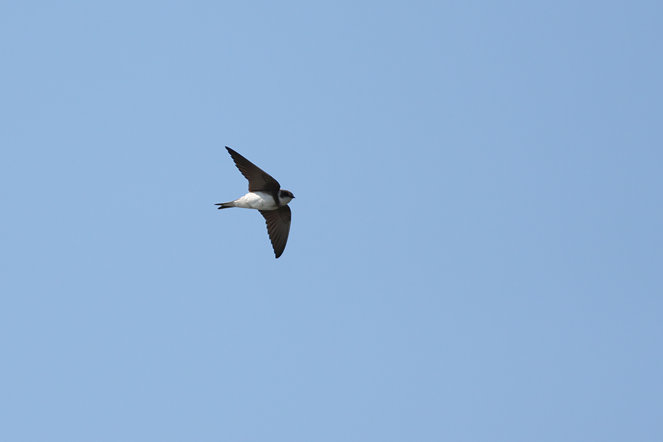 Fugl-Riparia riparia_4819