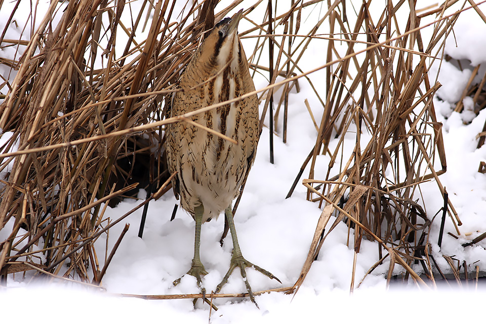 Fugl-Botaurus stellaris_6552