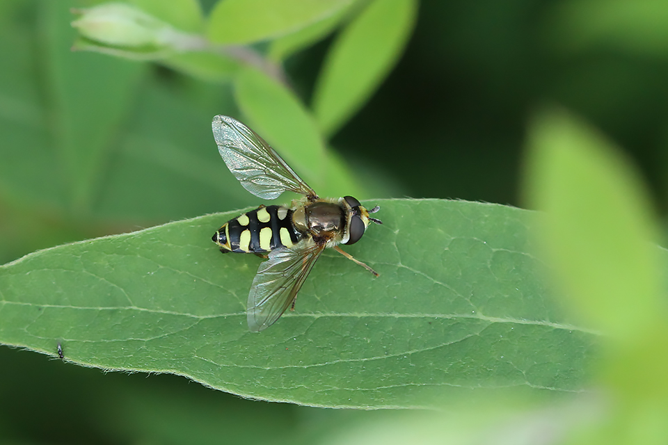 Eupeodes corollae_7289