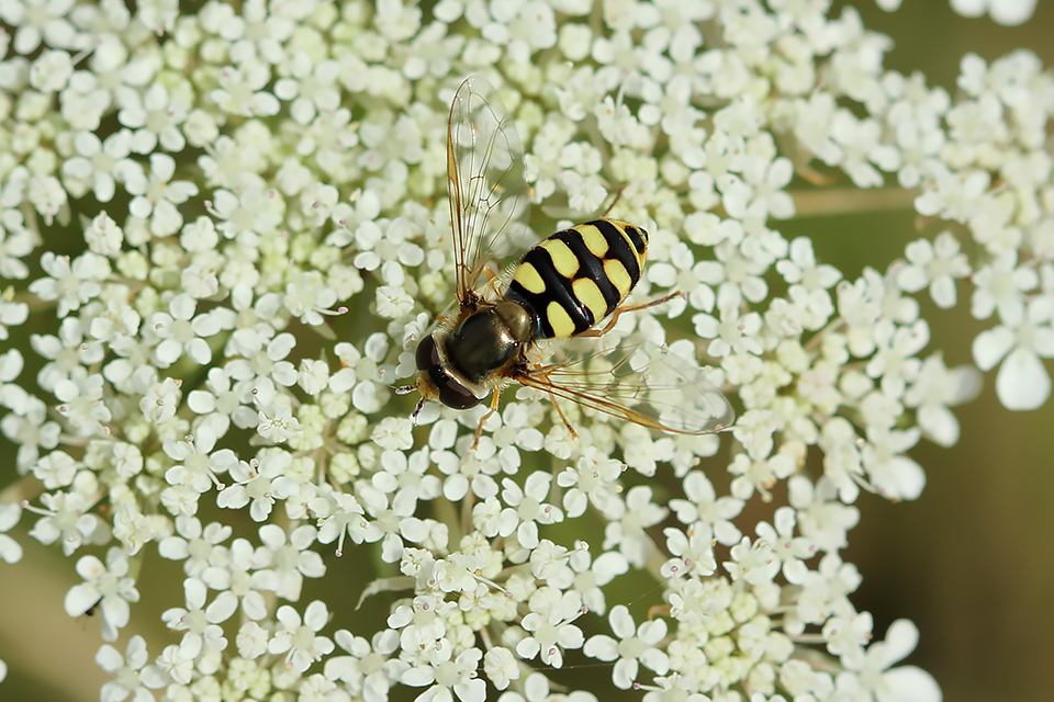 Eupeodes corollae_8081