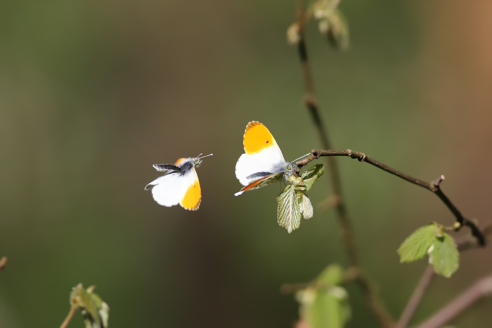 Anthocharis cardamines_8688