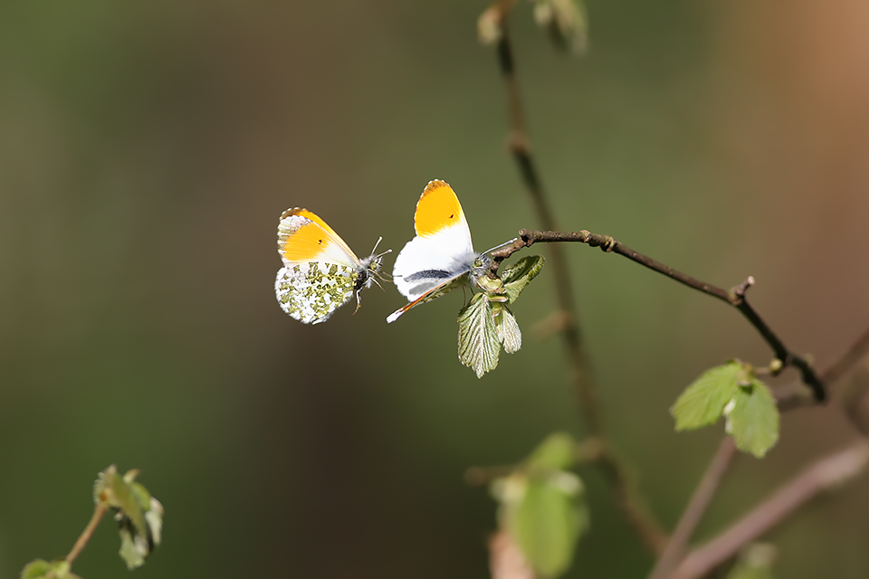 Anthocharis cardamines_8698