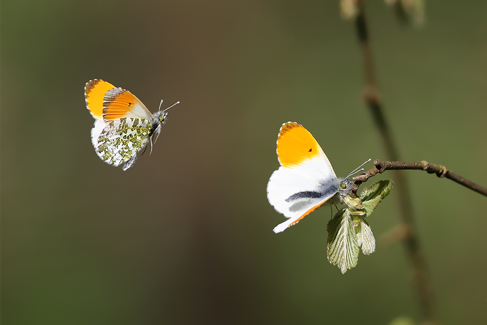 Anthocharis cardamines_8711