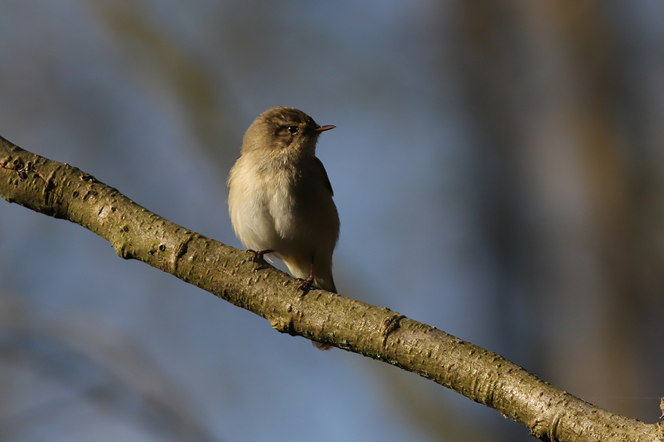 Fugl-Phylloscopus collybita_8792