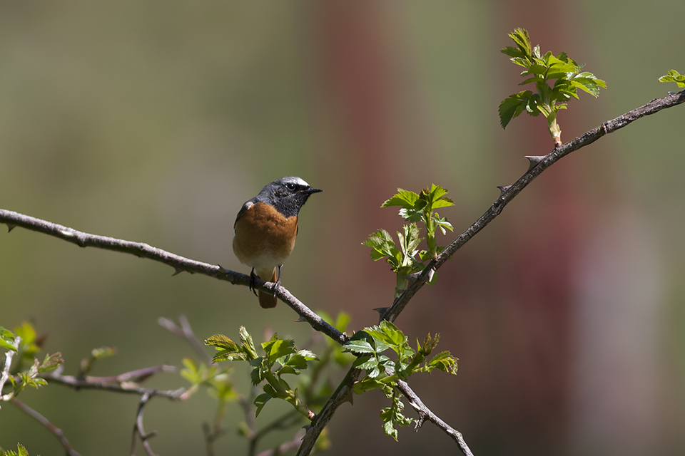 Fugl-Phoenicurus phoenicurus_9559