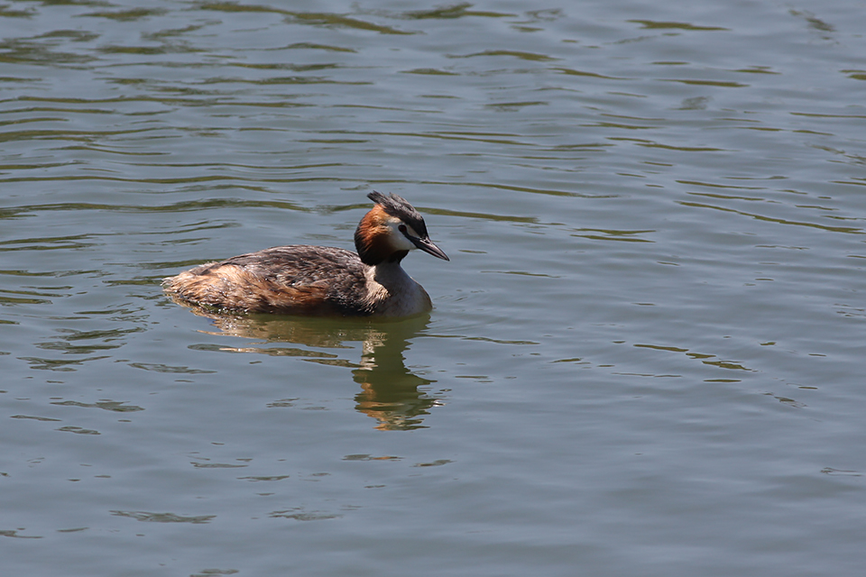 Fugl-Podiceps cristatus_9612