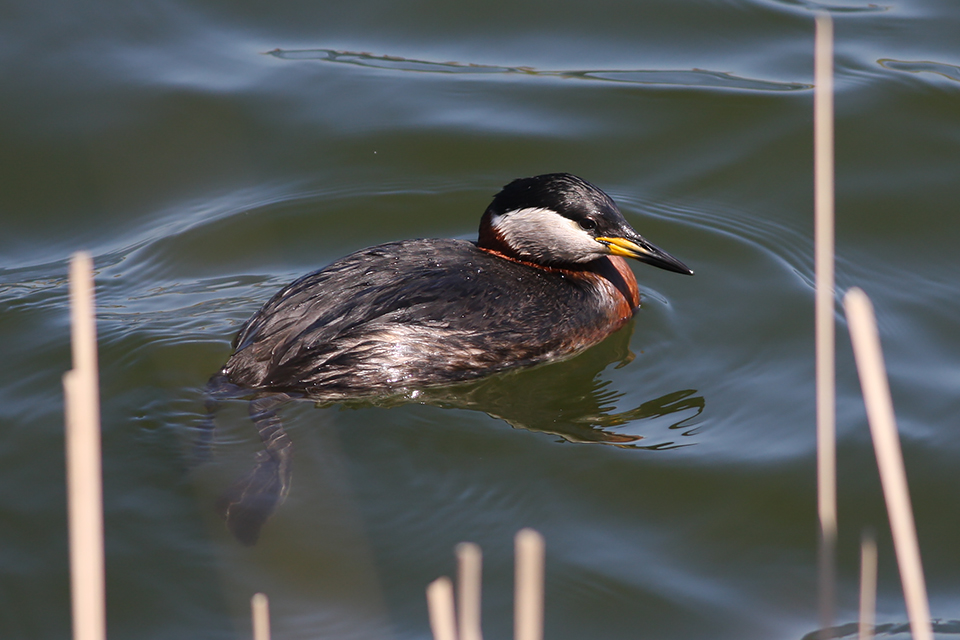 Fugl-Podiceps grisegena_9620