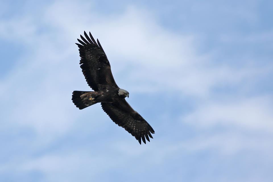 Fugl-Aquila chrysaetos_9863