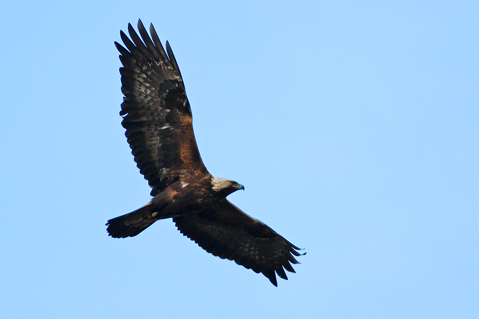 Fugl-Aquila chrysaetos_9898