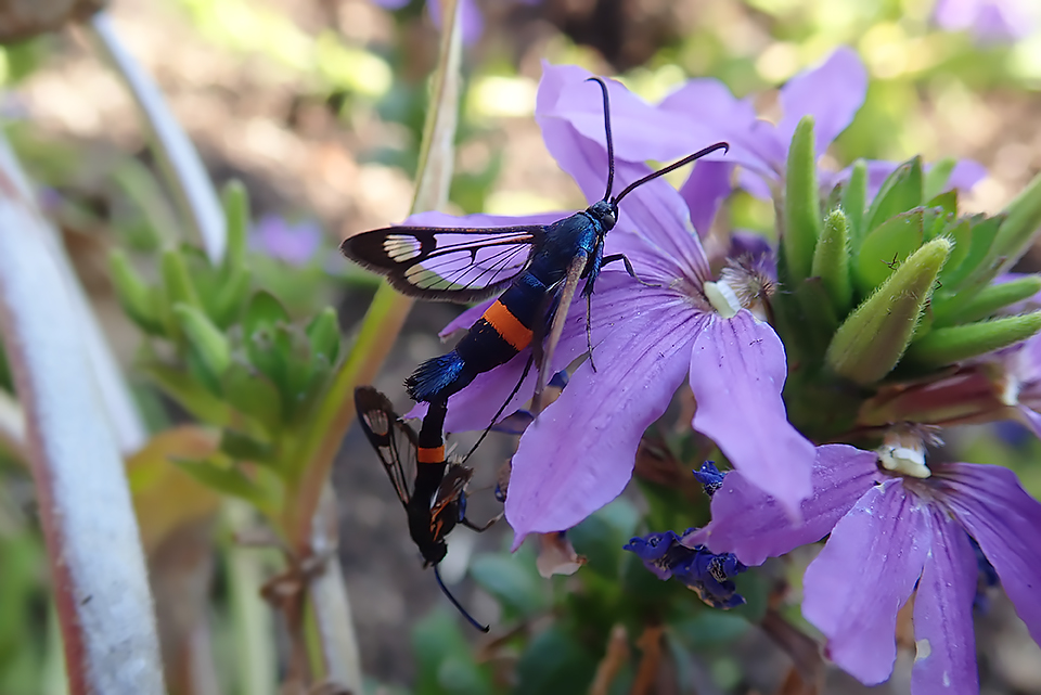 Synanthedon myopaeformis