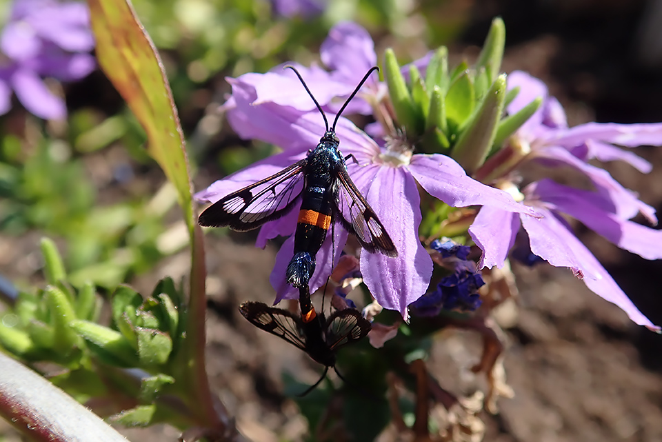 Synanthedon myopaeformis
