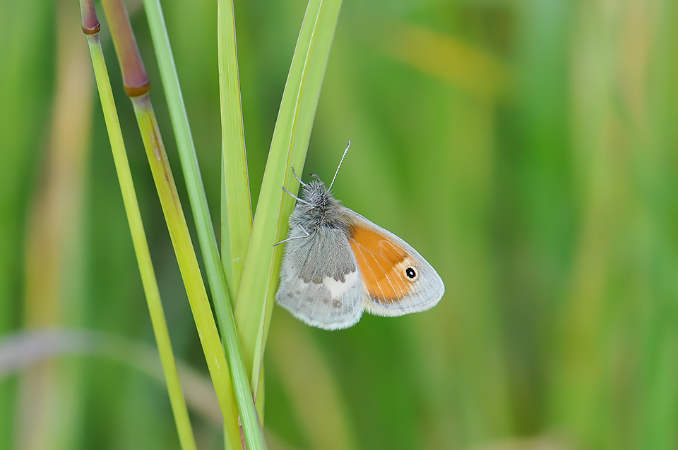 Coenonympha pamphilus_0053