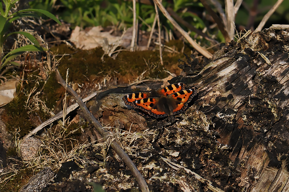 Aglais urticae_0002