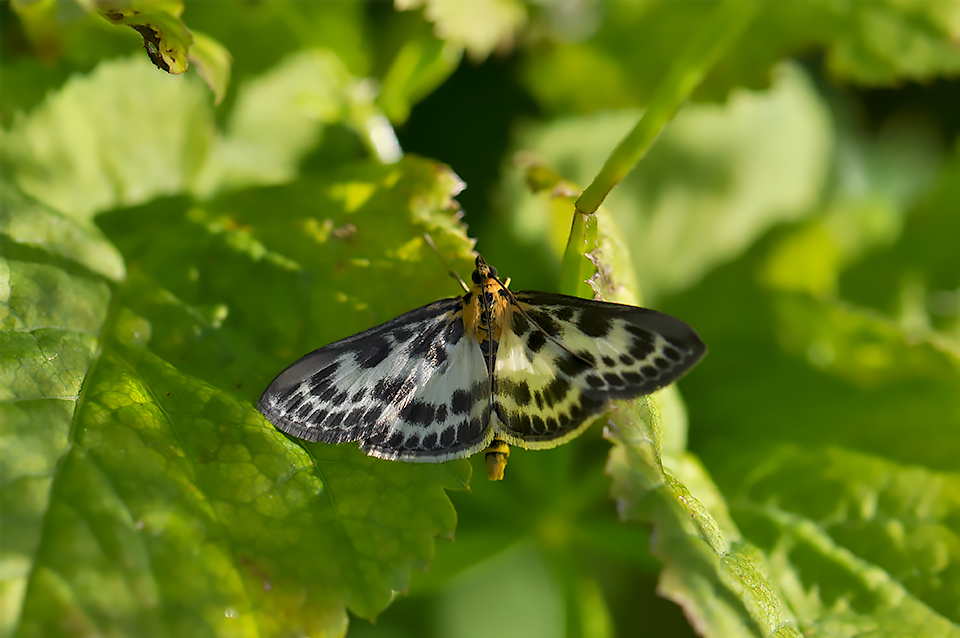 Anania hortulata_0027