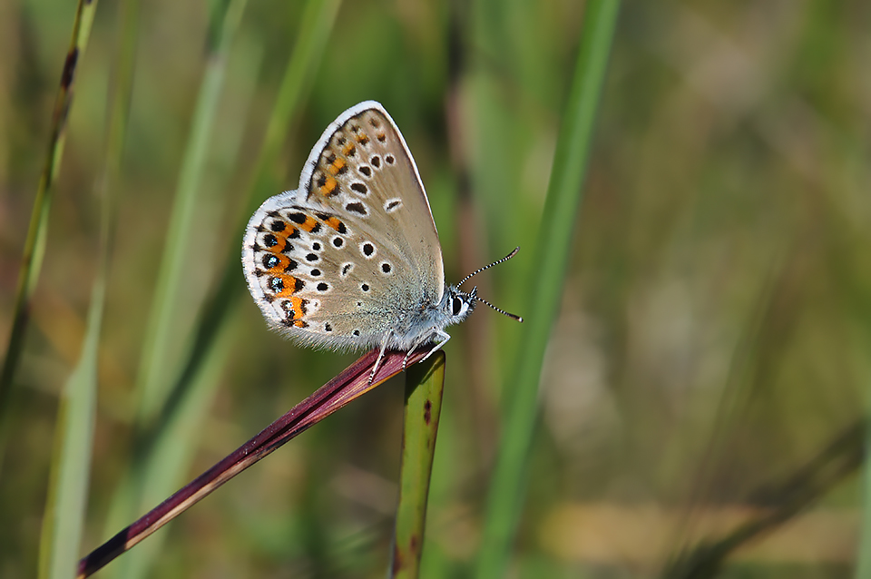 Plebejus idas_0029