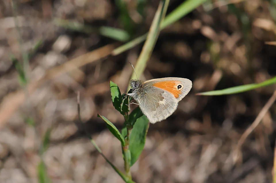 Coenonympha pamphilus_0069
