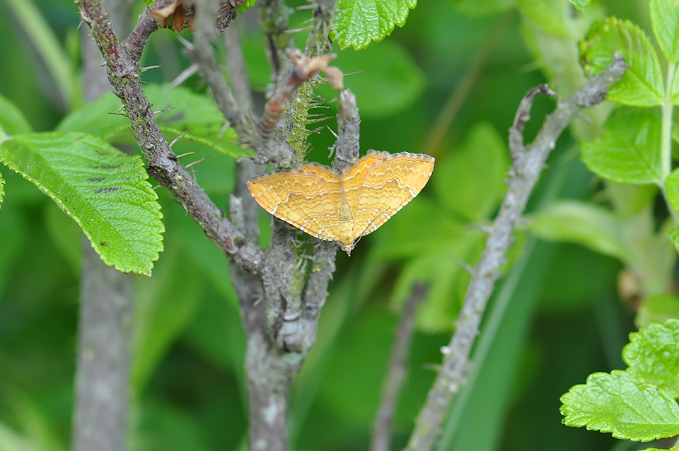 Camptogramma bilineata_0078